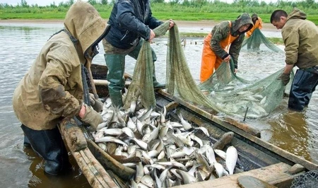 Рыболовство выведут из-под моратория на проверки: Милли Меджлис готовит важные изменения