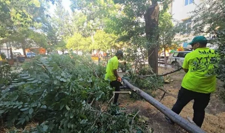 В Баку сильный ветер повалил десятки деревьев