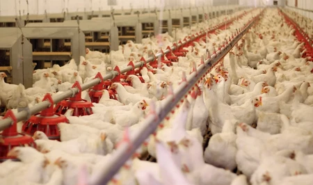 Азербайджан может стать крупным экспортером птицеводческой продукции