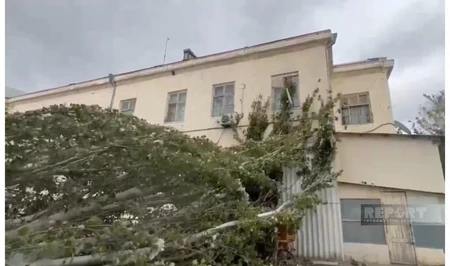 В Сумгайыте ветер повалил дерево во дворе профучилища