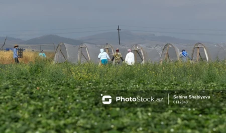 В Азербайджане оценена деятельность более 300 тысяч фермеров