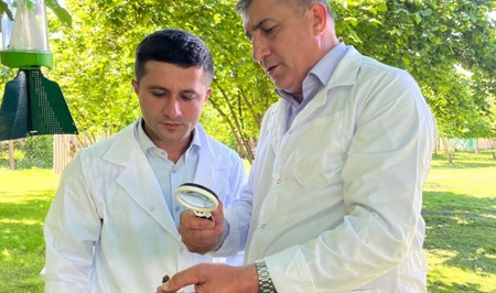 В ореховых садах Шеки-Загатальского региона проведены фитосанитарные обследования
