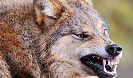 В Кюрдамире волки растерзали 10 голов мелкого рогатого скота