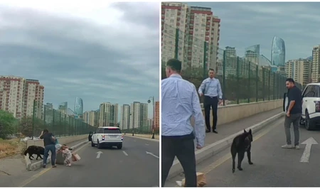 В Баку бродячая собака напала на двух женщин с маленькими детьми