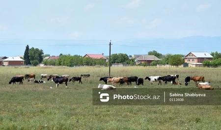 Минсельхоз об эпизоотической ситуации в Самухском районе