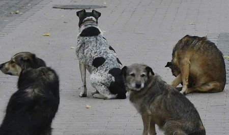 Бродячие собаки держат в страхе жителей Хырдалана