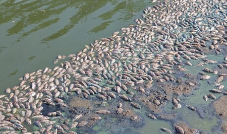 Названы причины массовой гибели рыбы в Бананиярском водохранилище в Нахчыване