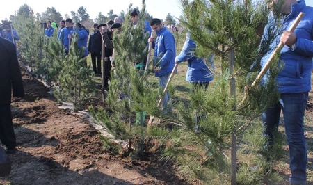 Азербайджан отметил Yel çərşənbəsi масштабной посадкой деревьев
