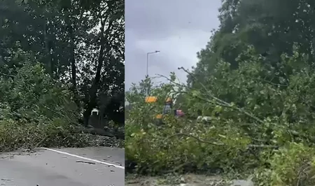 Сильный ветер повалил дерево на дороге Губа - Баку