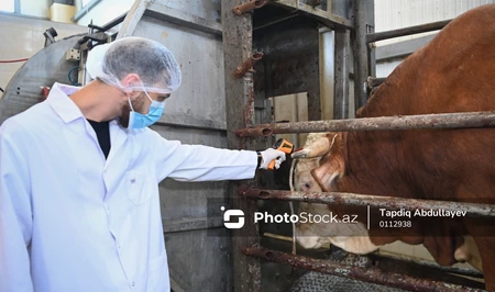 Азербайджан вводит дифференцированные субсидии на искусственное осеменение скота