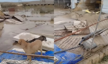 Водная стихия разрушила приют для собак на Абшероне: большая часть животных погибла – РЕАКЦИЯ МЧС