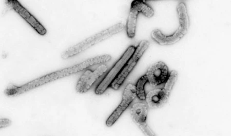 Созданы первые наноингибиторы для борьбы с одним из самых смертоносных вирусов на Земле