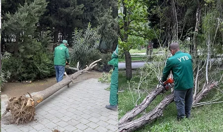 Сильный ветер повалил деревья в Баку
