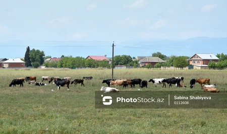 В Азербайджане стремительно сокращается поголовье скота: мясо может подорожать