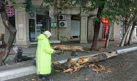 В Баку сильный ветер повалил 27 деревьев