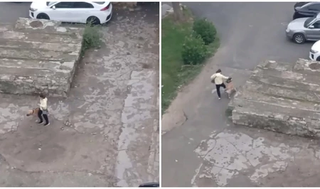 В азербайджанском сегменте соцсетей распространилось видео жестокого обращения с животным в Баку