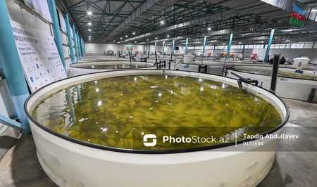 Более 5 млрд манатов инвестиций привлекут в аграрный сектор Азербайджана до 2030 года