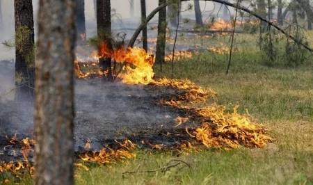Минэкологии: в ближайшие дни в Азербайджане сохранится высокая пожарная опасность