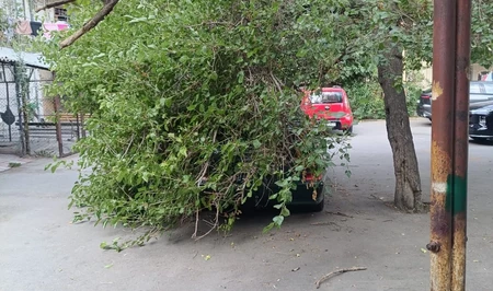 В Баку упавшие ветки повредили несколько припаркованных автомобилей