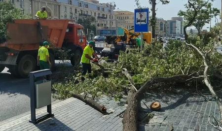 В Баку сильный ветер повалил 7 деревьев