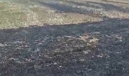 В Огузском районе выявлен виновник пожара на посевных площадях