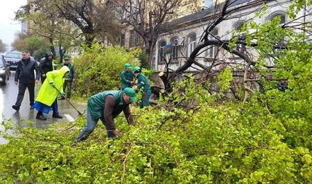 Более 70 деревьев пострадали в результате разгула стихии в столице Азербайджана