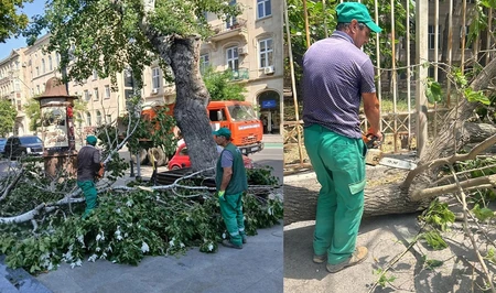Сильный ветер повалил деревья в Баку