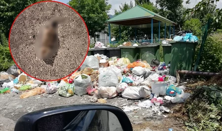 Жители Габалы пожаловались на антисанитарию из-за скопившегося мусора