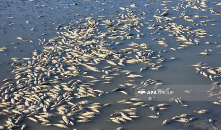 Резкое падение уровня воды привело к массовой гибели рыбы в Джульфе