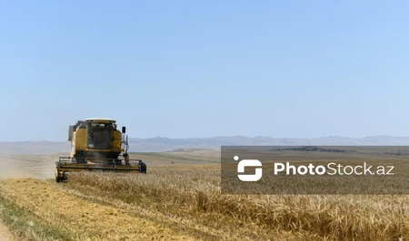 Азербайджан формирует новые механизмы поддержки производителей элитных семян