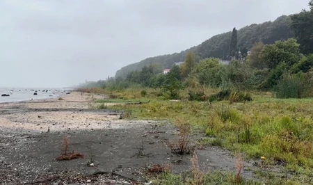 Природный феномен в Азербайджане: на освободившихся от воды участках Каспия выросли сады