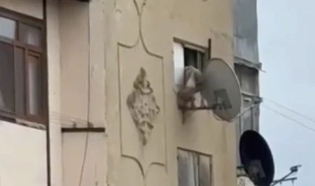 В Баку беременную собаку выбросили из окна многоэтажки: виновник установлен