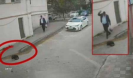 В Баку выявлен случай издевательства над бездомными животными