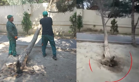 В Баку упало дерево, на которое ранее жаловались жители
