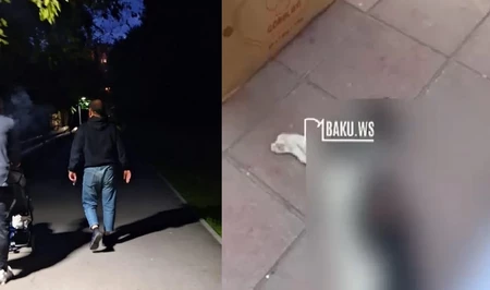 Шокирующая жестокость: в Баку живодер содрал кожу с бездомной кошки и грозится убить остальных