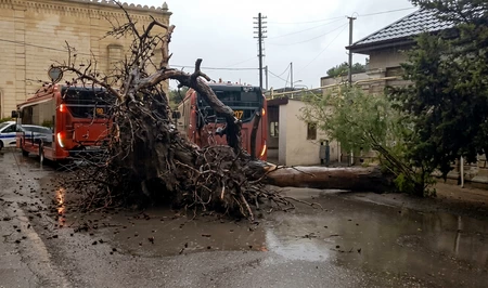 В Баку дерево рухнуло на пассажирский автобус