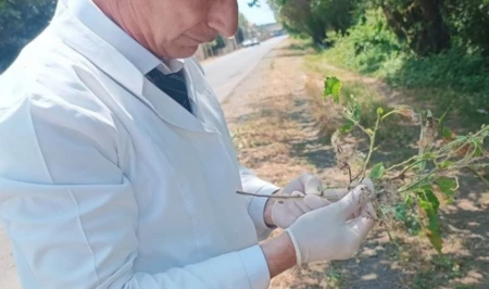 Агентство продбезопасности начало уничтожение очагов американской белой бабочки в Лянкяране