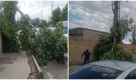 Гянджа во власти непогоды: затопленные дома и поваленные деревья