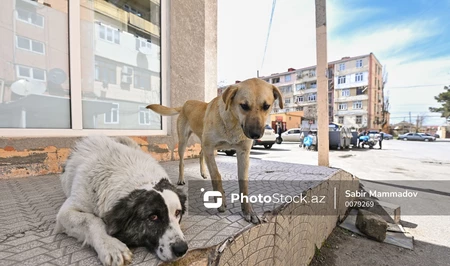 Строительство приюта для бездомных животных в Абшеронском районе откладывается - ПРИЧИНА