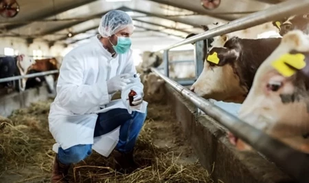 Азербайджан усиливает контроль импорта мясной продукции из-за вспышек инфекций