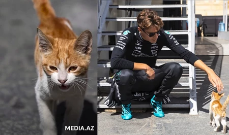 Из паддока — в офис. История кота Furrari, которого год назад заметил пилот Mercedes в Баку