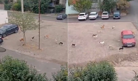 Стая бездомных собак терроризирует жителей Гянджи: дети боятся идти в школу